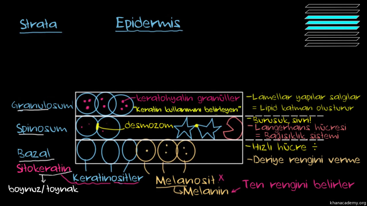 Deri Nedir? Epidermisi Tanıyalım (Sağlık Bilgisi ve Tıp)
