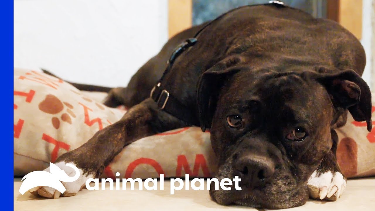 It's Time For Petey to Lose a Few Pounds! | My Big Fat Pet Makeover
