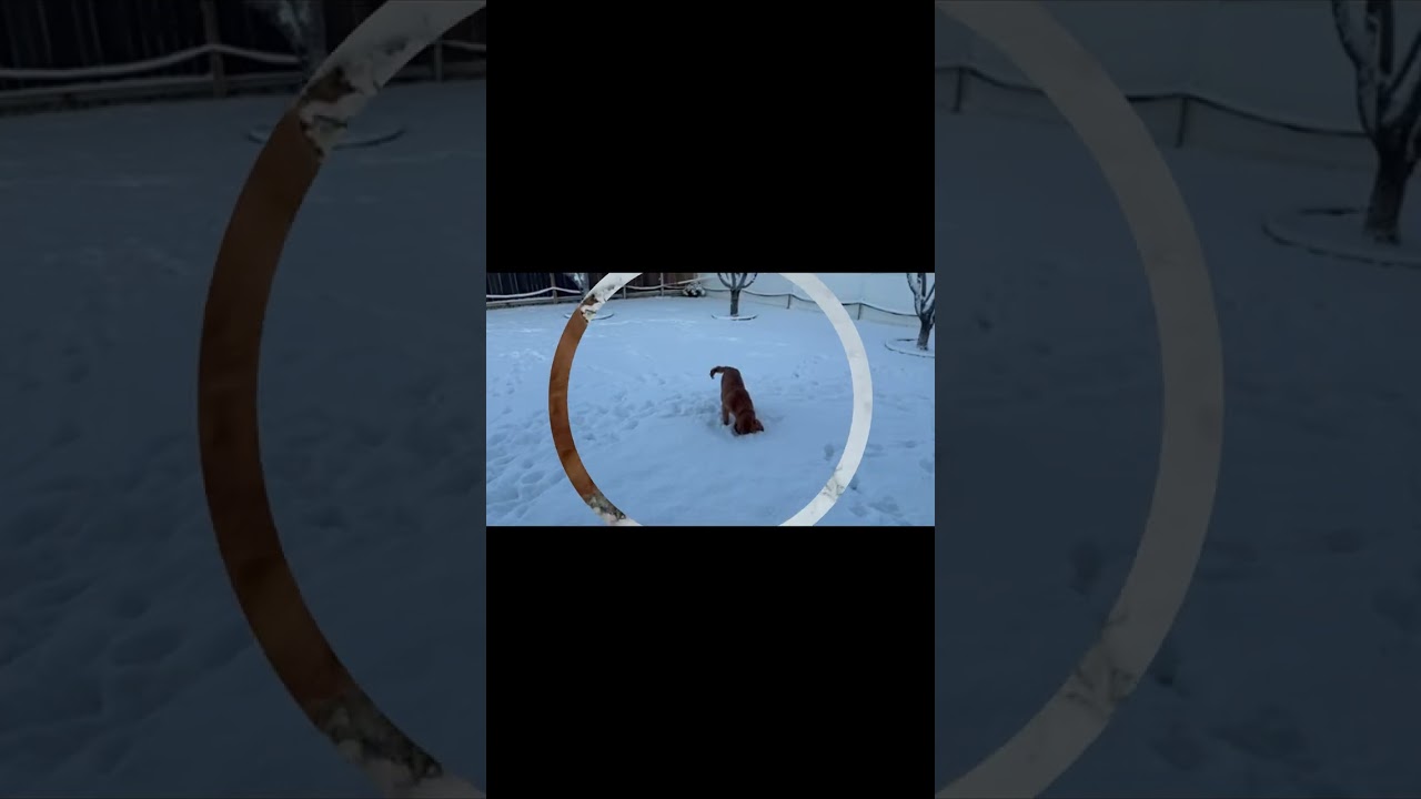 Taffy's First Snow Day