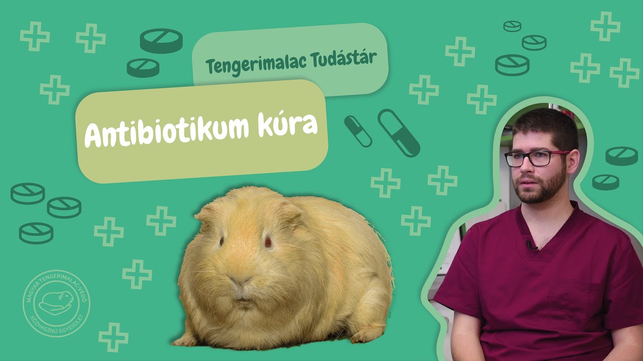 Ha antibiotikumot szed a malac, vagy f&aacute;j a pocakja  (Tengerimalac Tud&aacute;st&aacute;r, 57. r&eacute;sz)