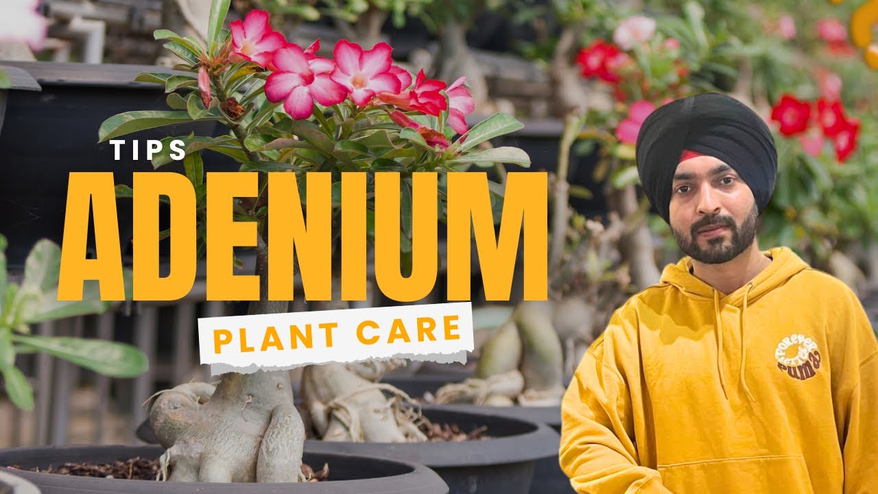 Buy Adenium | Desert Rose online 