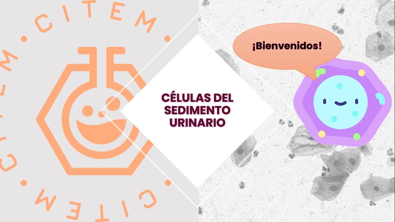 Bienvenida al Curso 
