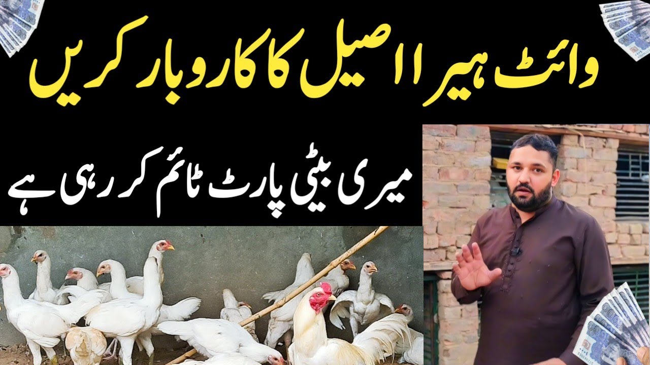 Absolutely new business idea in pakistan | White Heera aseel hen farming at home 🏠 | hen farming