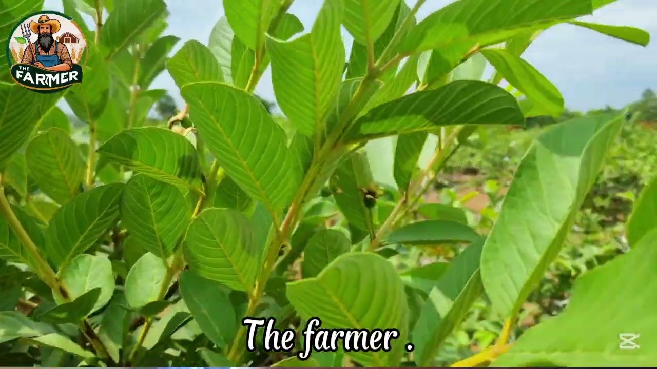 Smart Farmers Learn First, Then Harvest More.   @TheFarmer-r3z 