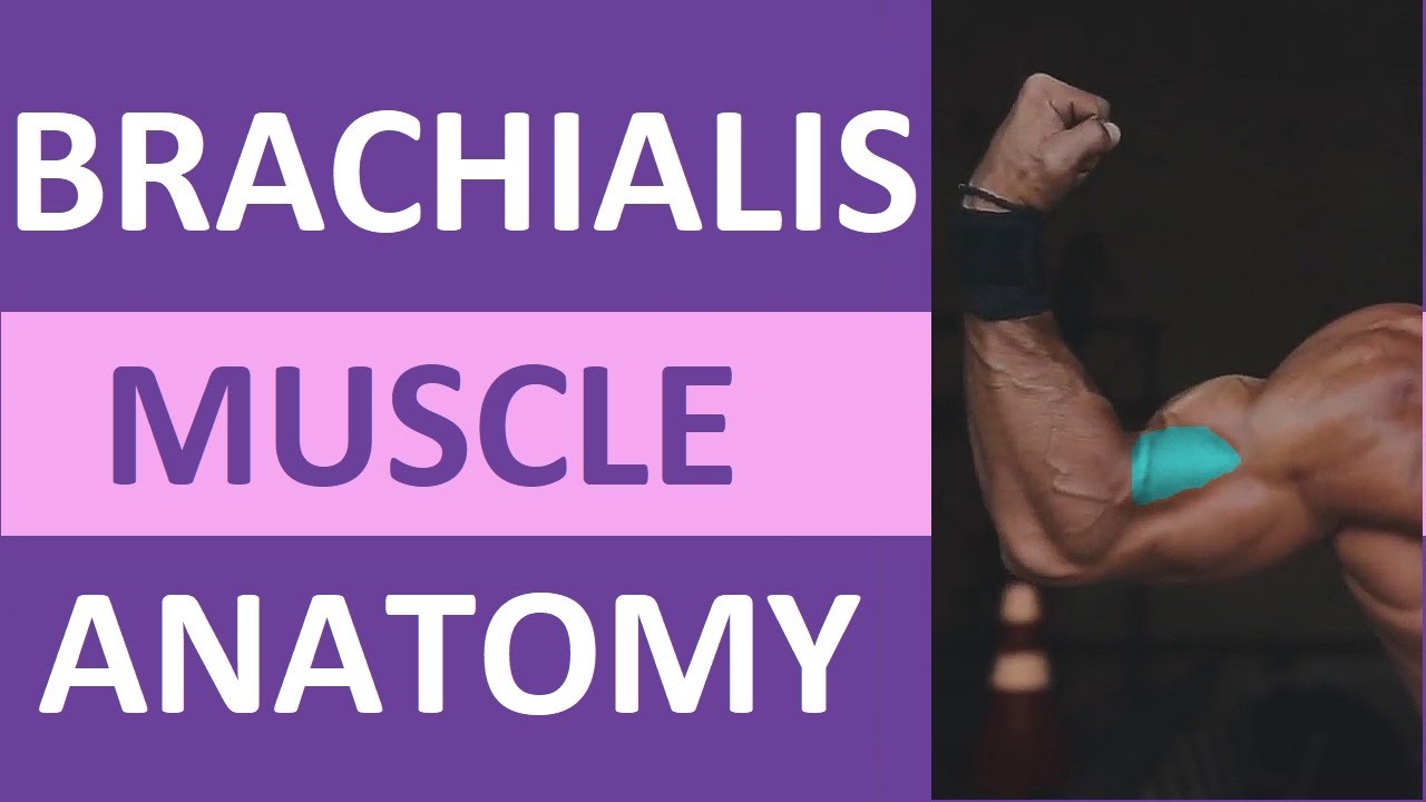 Brachialis Muscle Anatomy: Origin, Insertion, Workout Exercise, Action