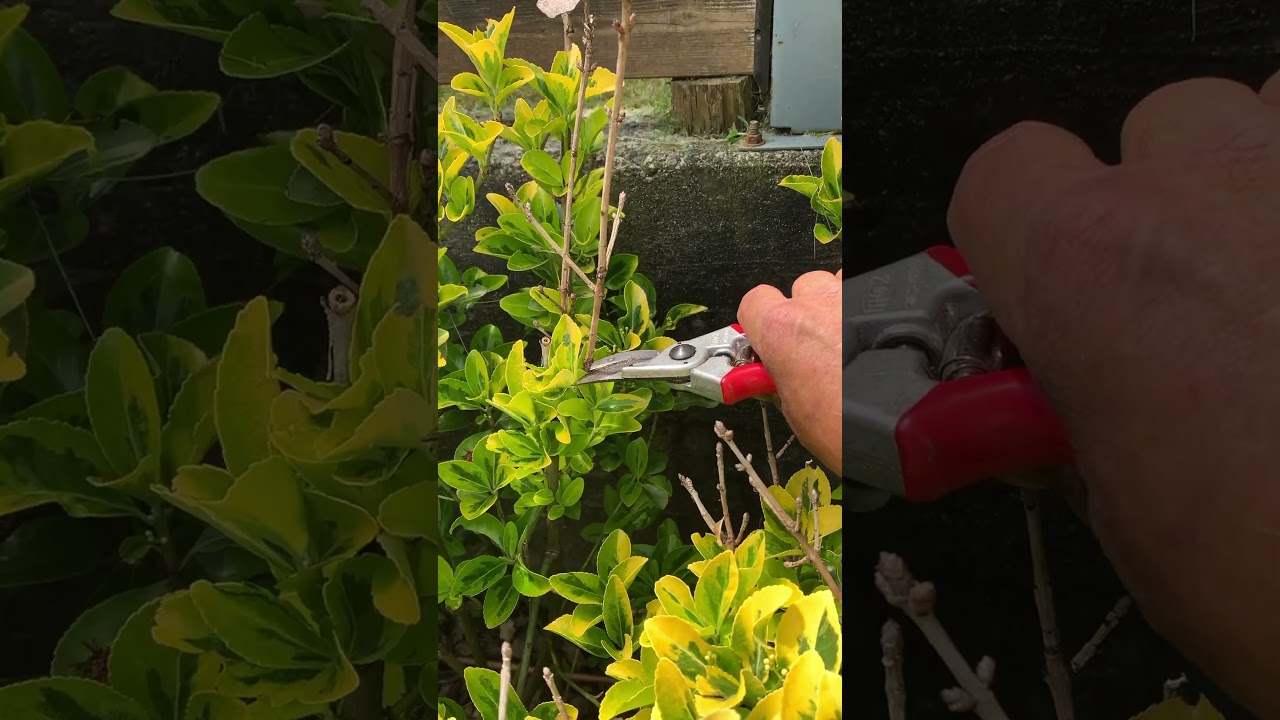Euonymus shrub: easy clean up pruning 