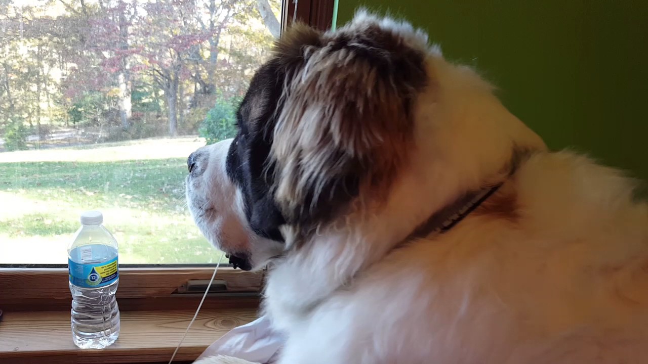 St Bernard barking/howling