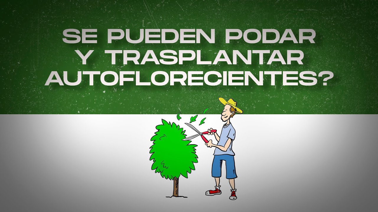 Se pueden PODAR y TRASPLANTAR AUTOFLORECIENTES?