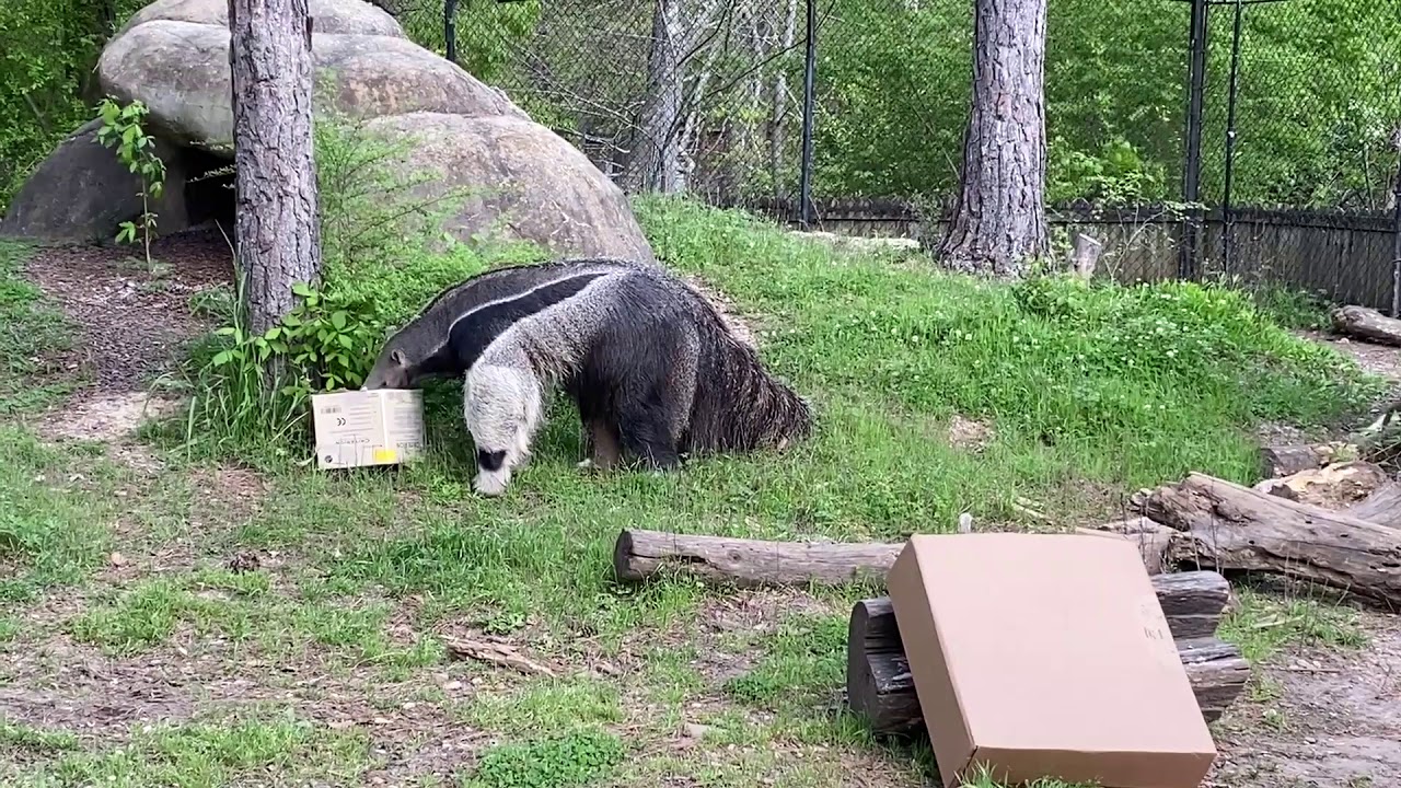 Meet the Neighbors: Anteater Enrichment