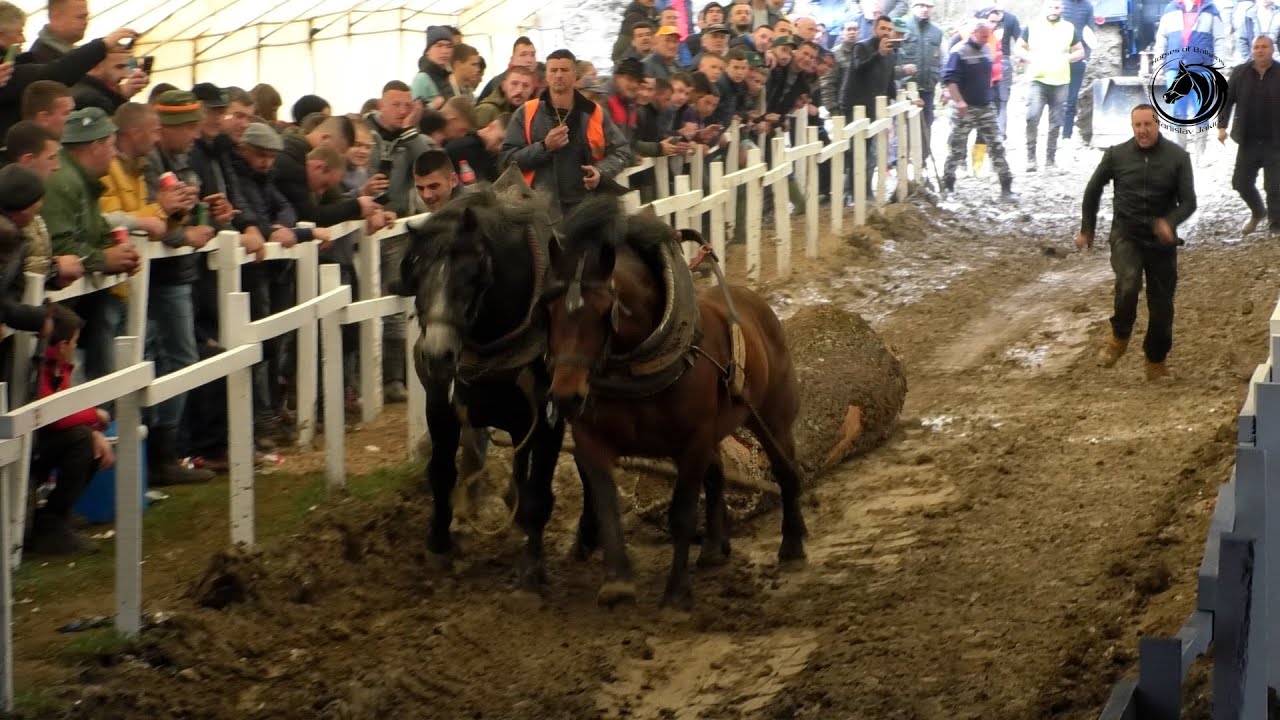 SAMPAS VICE&Scaron;AMPION SREDNJE U BOLJKOVCIMA -