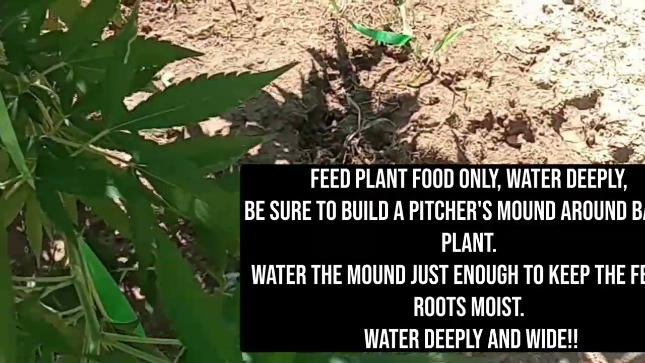 Do Not Remove Your Lower Branches On Cannabis Plants, Top And Prune For Maximum Yield.