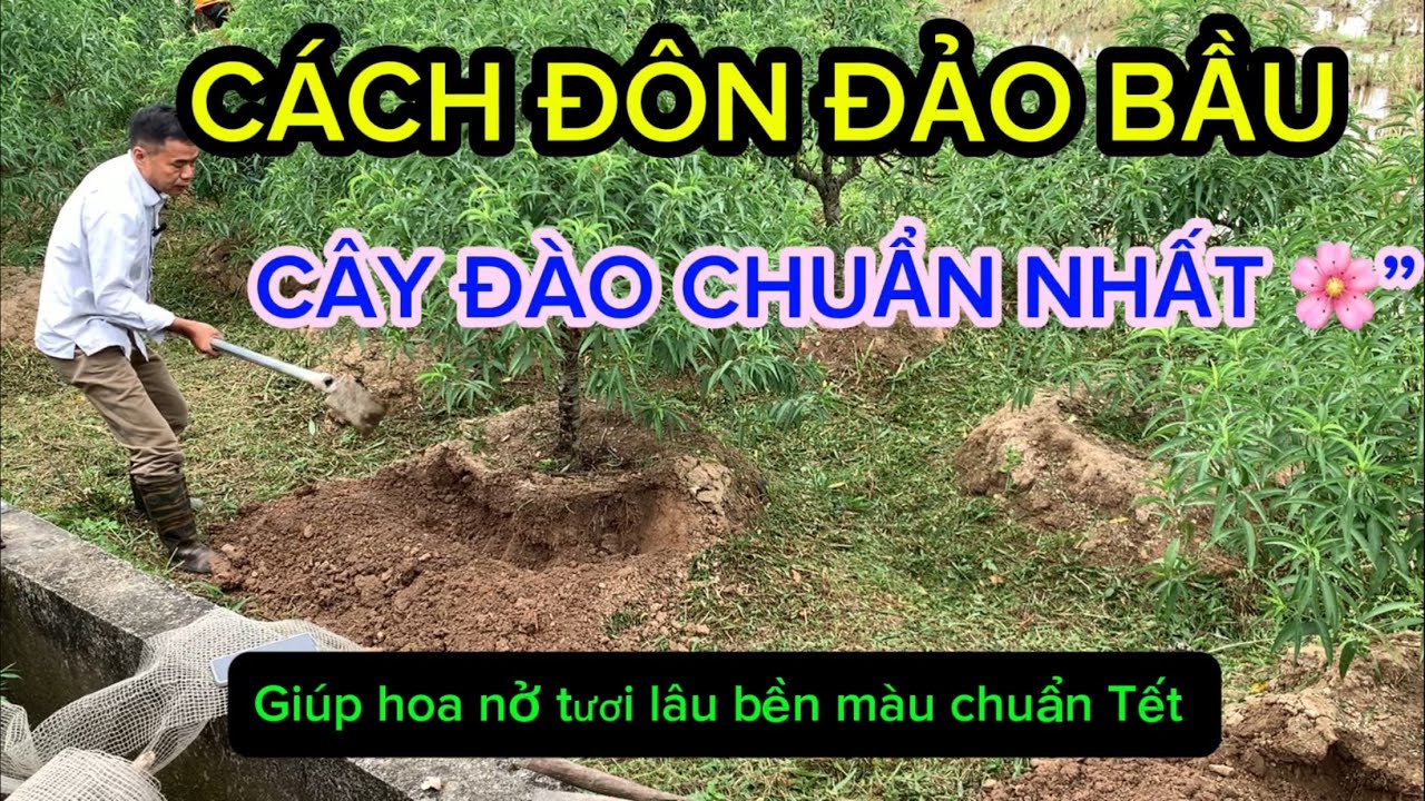 👉 Cách Đôn, Đảo Bầu Cho Cây Đào Chuẩn Nhất – Giữ Rễ Khỏe, Hoa Nở Đều Đẹp Ng 4-9-2025 âm lịch 