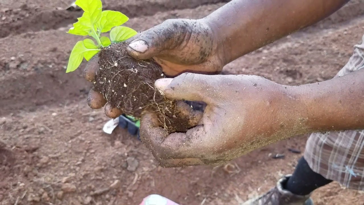 how to Planting Scotch Bonnet Pepper for a big Harvest