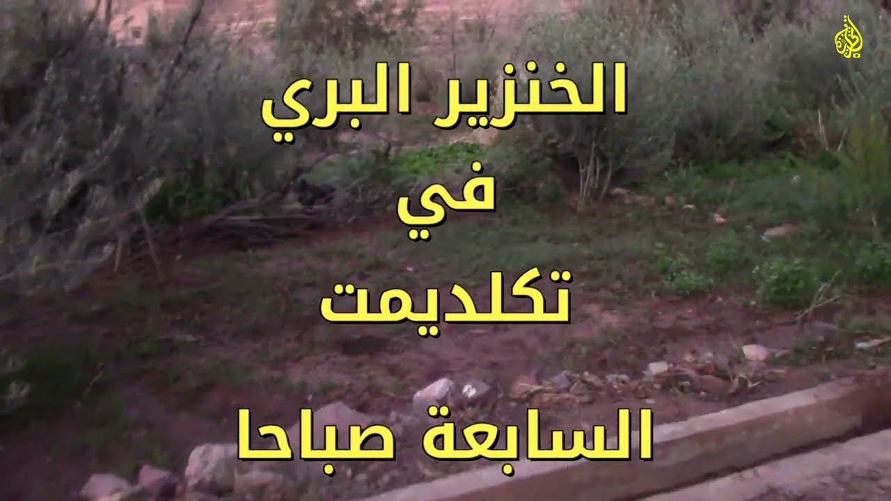 قطيع من الخنازير يهاجم المحاصيل الزراعية لساكنة تكلديمت