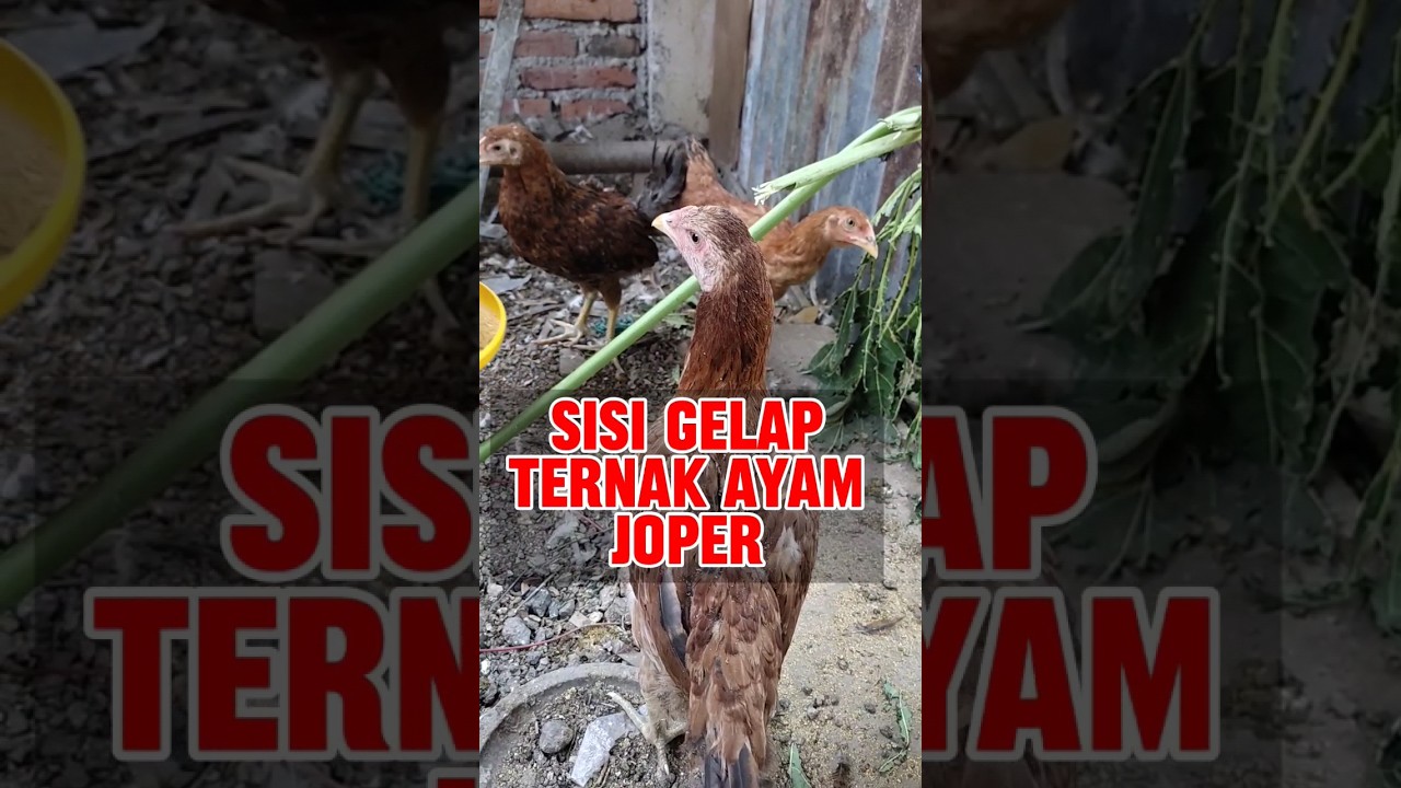 Kerugian Ternak Ayam Joper yang Jarang Dibahas #shorts #ayamkampung