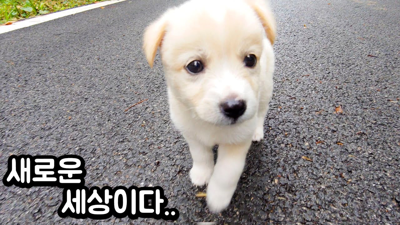 하루종일 나가고 싶은 하얀 콩고물이에요 (바깥 세상은 어때?)  [봉두4화]