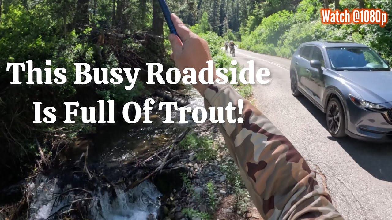 INSANE Roadside Creek! #tenkara