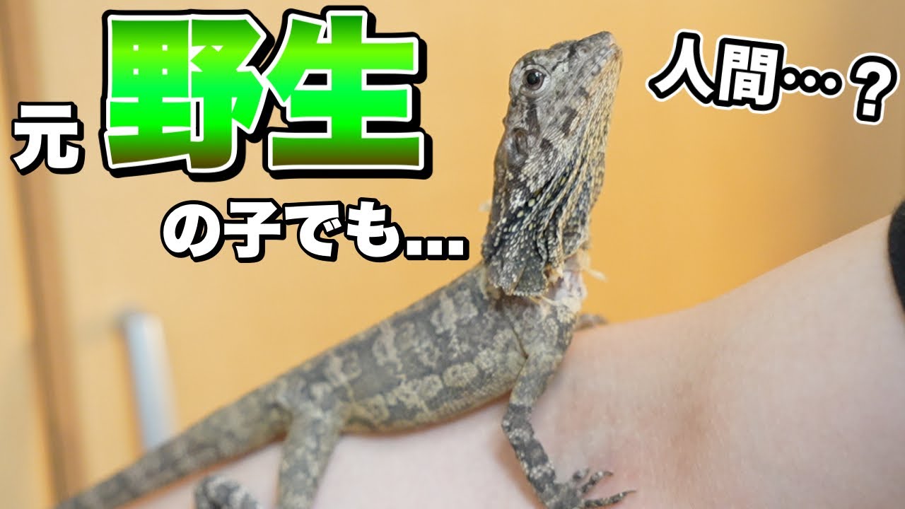 野生の子だったエリマキトカゲ、もはやベタ慣れ？！