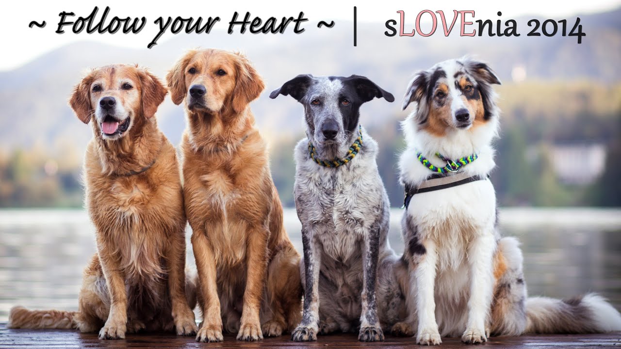 ♡ Follow your Heart ♡ | sLOVEnia 2014