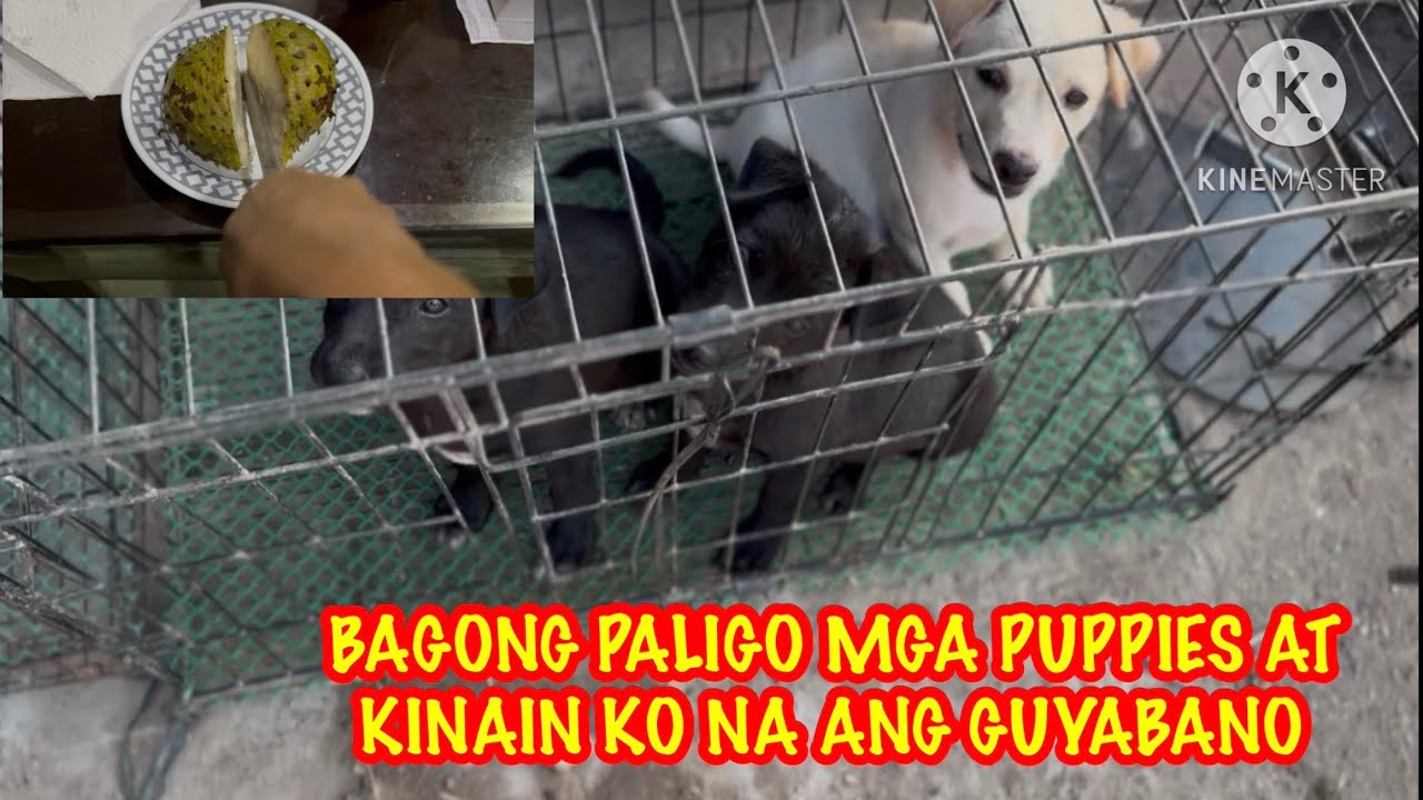 BAGONG PALIGO ANG MGA PUPPIES THEY ARE ON THE CAGE SO THAT THEY DON'T GET DIRTY 