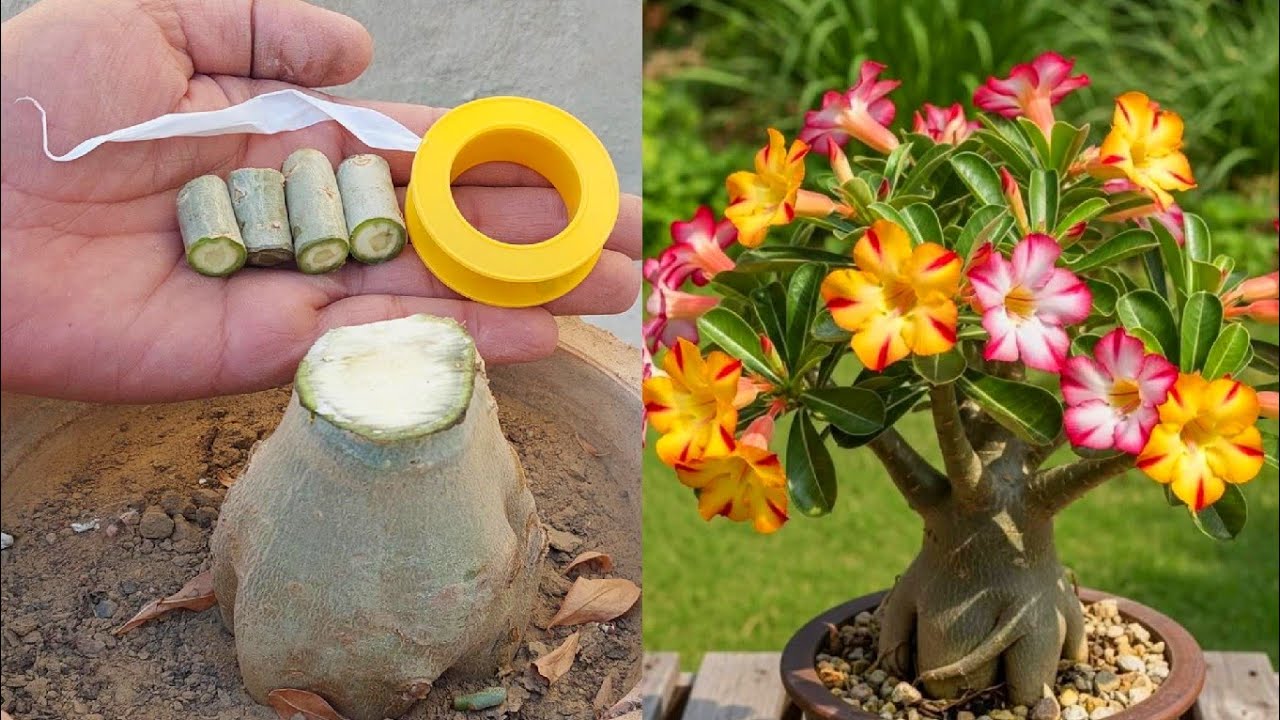 Adenium Multiple Grafting Technique | Easiest Graft On Desert Rose Plant 