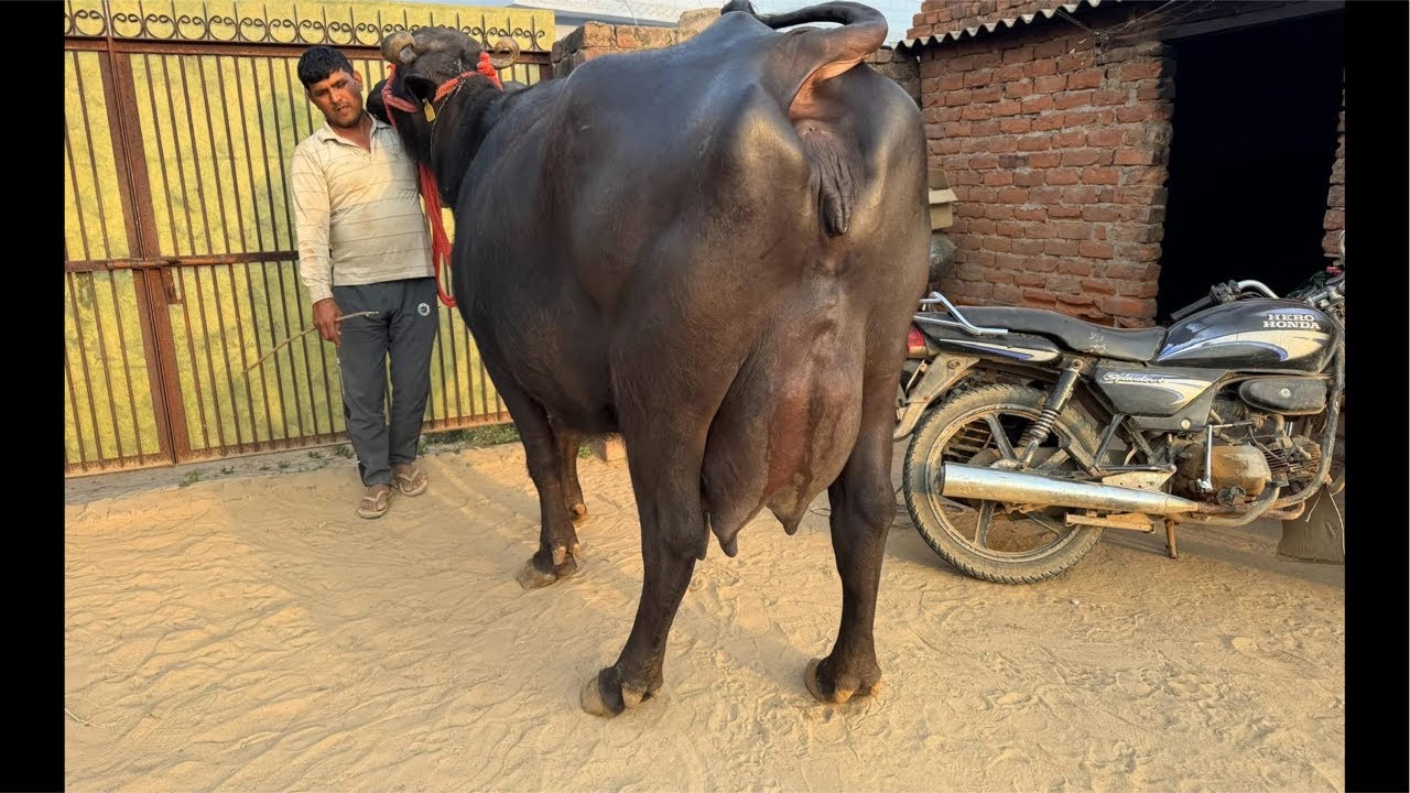 Live Milking || Dry Buffalo || 7 Months Delivered & 140 Days Pregnant || Rajesh 📱99925 50760