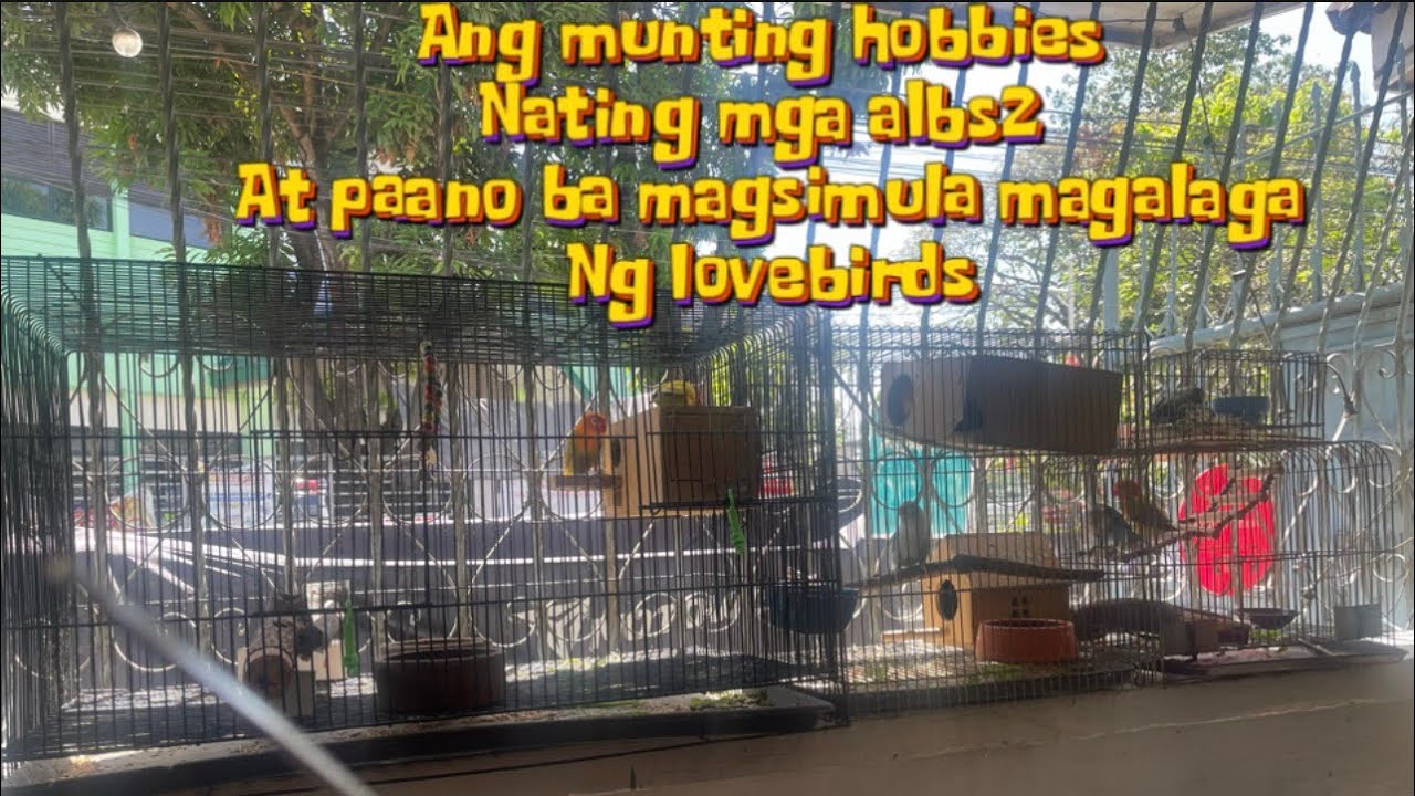 Paano nga ba magalaga ng lovebirds?newbie kaba?pagaralan natin 