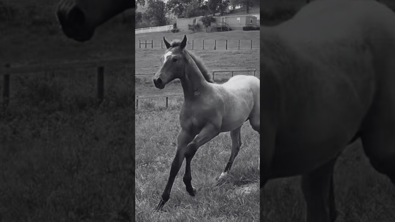 RIP Moose #katievanslyke #moose #moosehorse