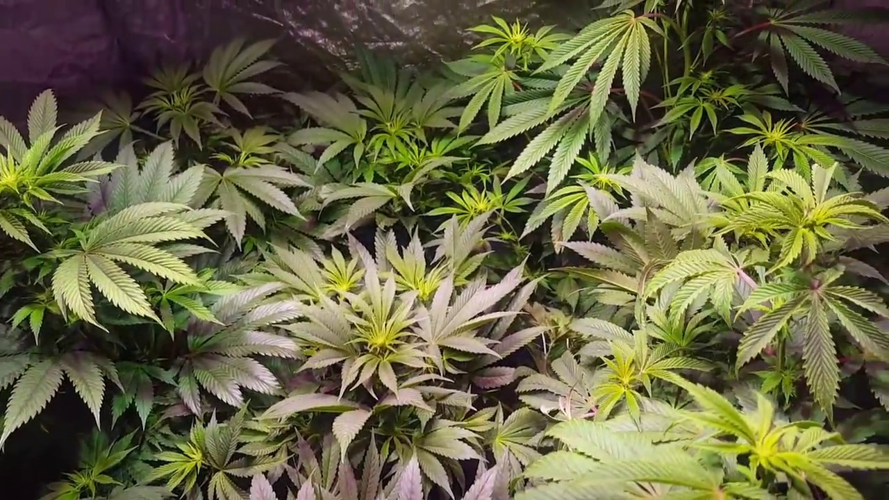 DuoLux 600 LED in a 4x4 Grow Tent - EP. 10 - Lollipopping