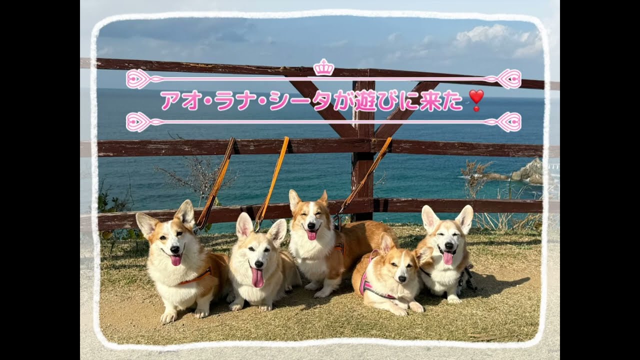 大好きなアオラナシータ家族が遊びに来た❣️❣️