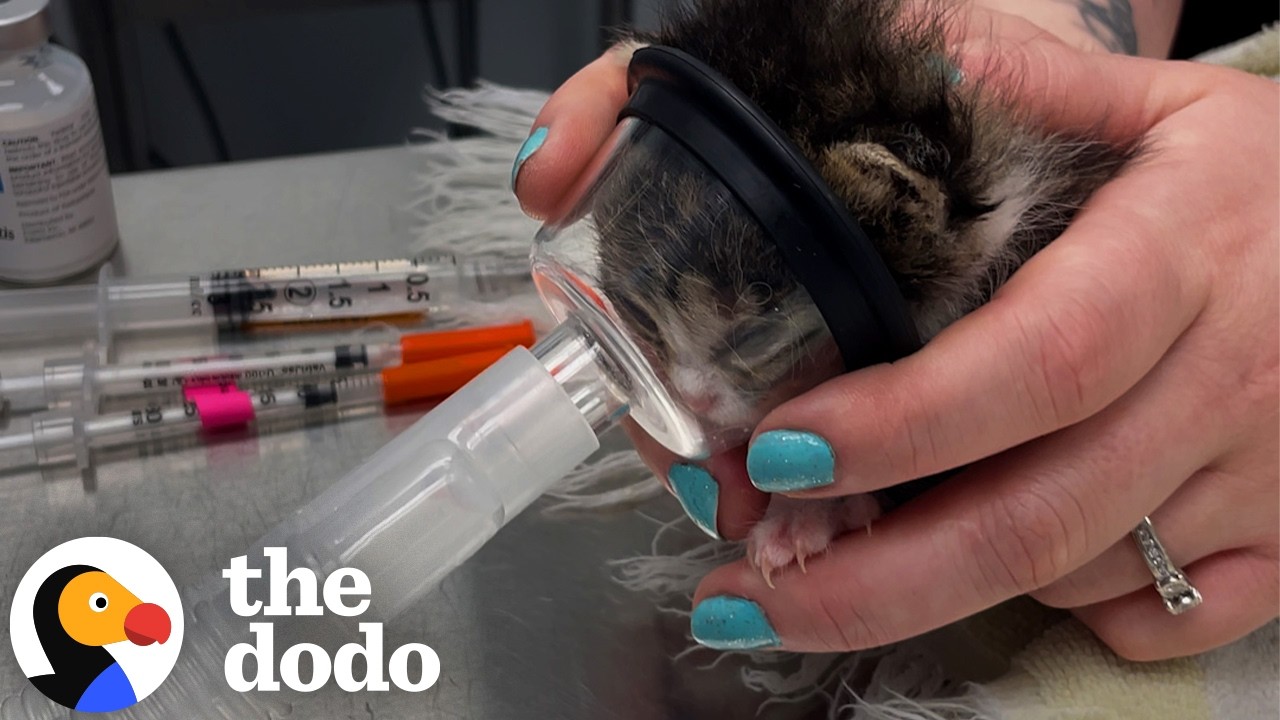 These Two One Week Old Kittens Weighed Less Than 50 Grams | The Dodo