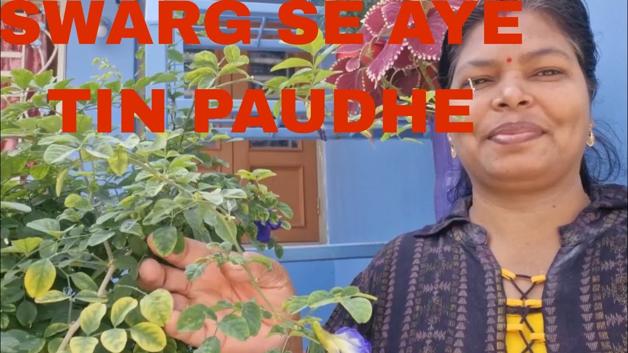 swarg se aaye hue paudhe | swarg se aaye phool |  swarg se aaye hue teen paudhe 