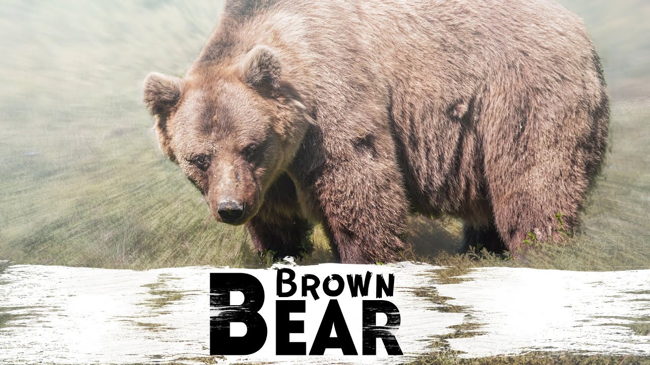 In the Shadow of Extinction: The Himalayan Brown Bear  -- Teaser