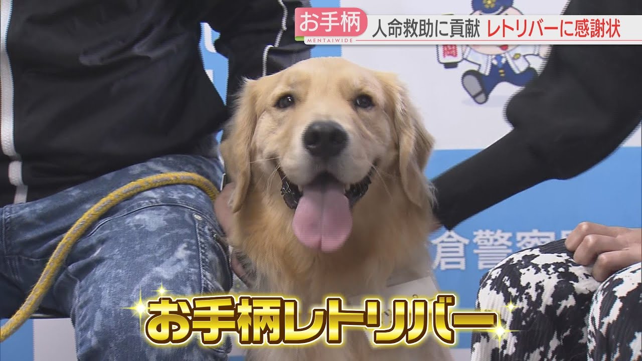 【厳選！】お手柄ゴールデンレトリバー“ハッピーくん”に感謝状とおやつ　男性救助に大活躍