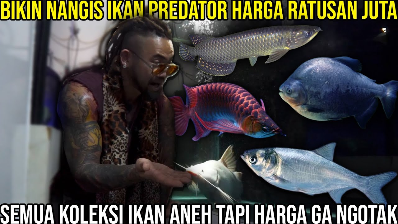 BIKIN NANGIS IKAN PREDATOR HARGA RATUSAN JUTA SEMUA KOLEKSI IKAN ANEH TAPI HARGA GA NGOTAK