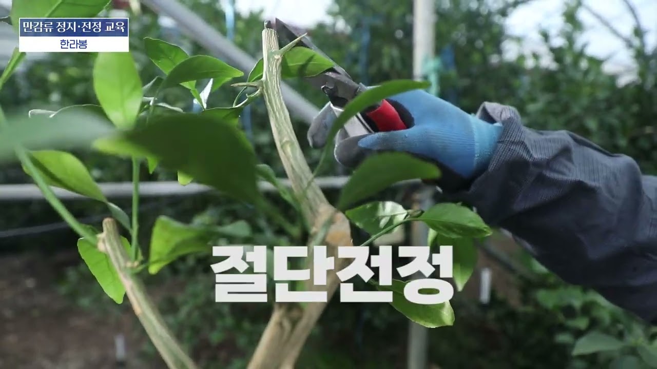 2023년 감귤류 정지전정교육 만감류(한라봉) 현장실습편