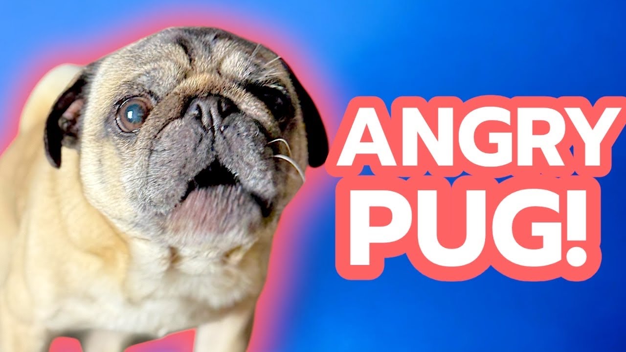 CRAZY Pug! 🤣 Dog Barking Sound LOUD (Dog Barking Funny Video)