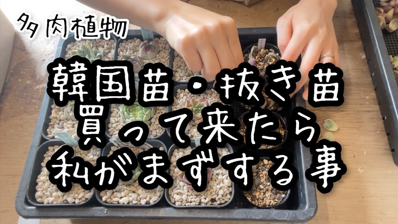 【多肉植物】抜き苗購入後の植え替え・管理方法