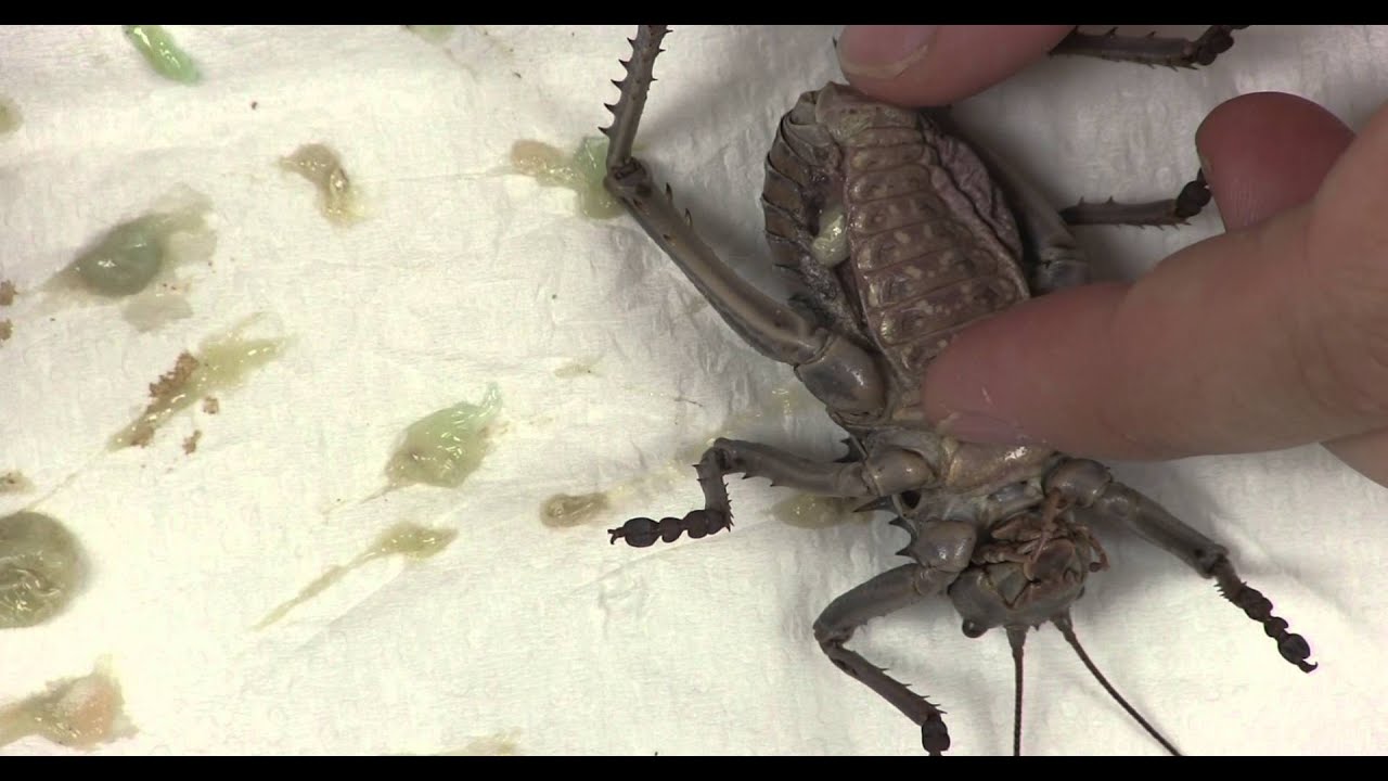 Large Insect Gutting Technique