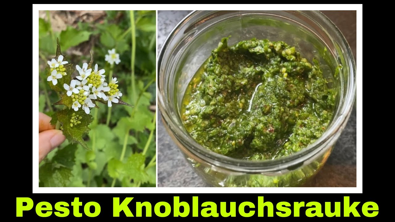 Pesto ohne elektrische Geräte herstellen | Knoblauchsrauke Pesto | Selbstversorgung