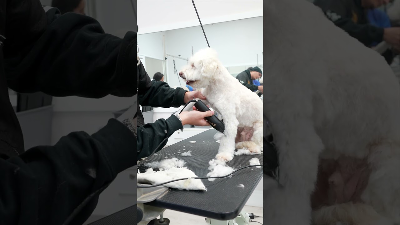 How to shave a dogs leg #grooming