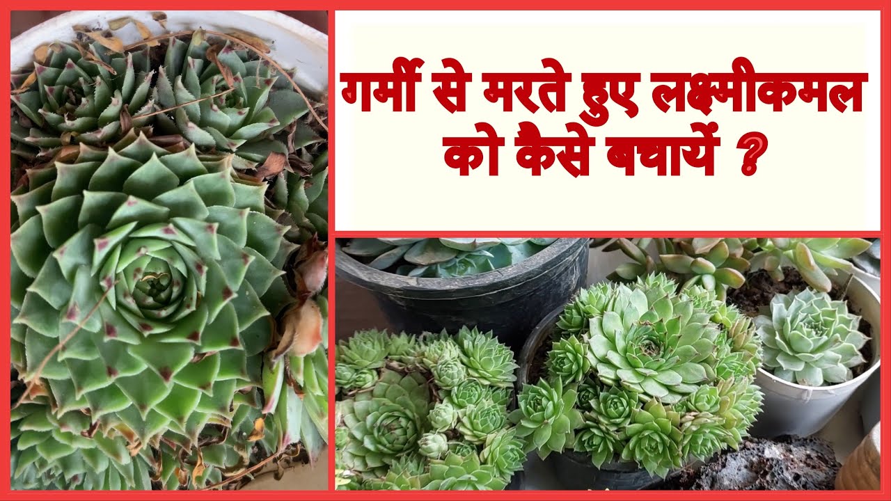How to save a dying Laxmikamal succulent॥मरते हुए लक्ष्मीकमल सक्यूलेंट को कैसे बचायें ?