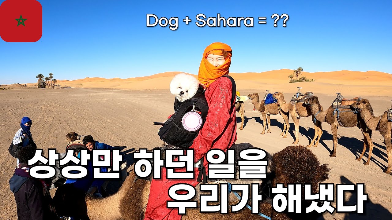 🇲🇦 누군가 상상만 하던 일, 우리는 진짜로 이뤘습니다 사하라사막에서 낙타타는 강아지와 함께 낙타 투어 🚎 캠핑카로 유라시아 횡단 강아지 [101]