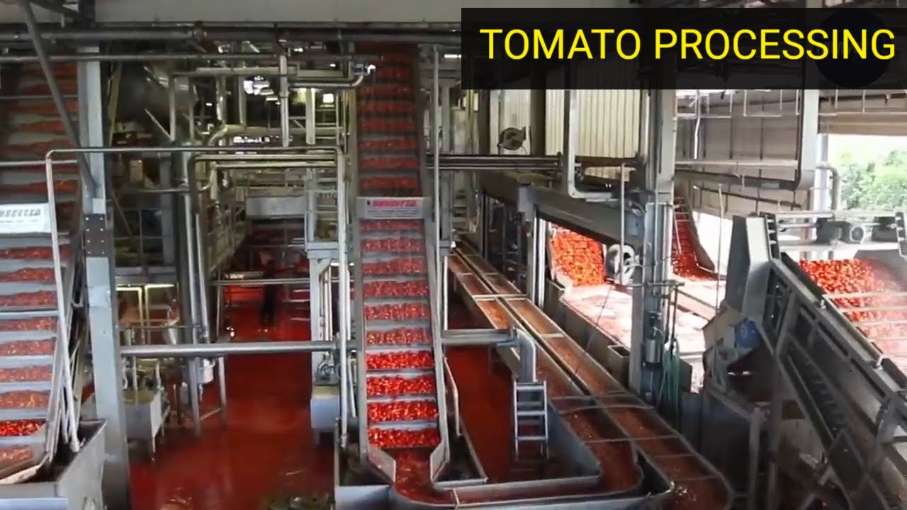Amazing Post Harvest Processing Modern Machine - Tomato Processing Factory