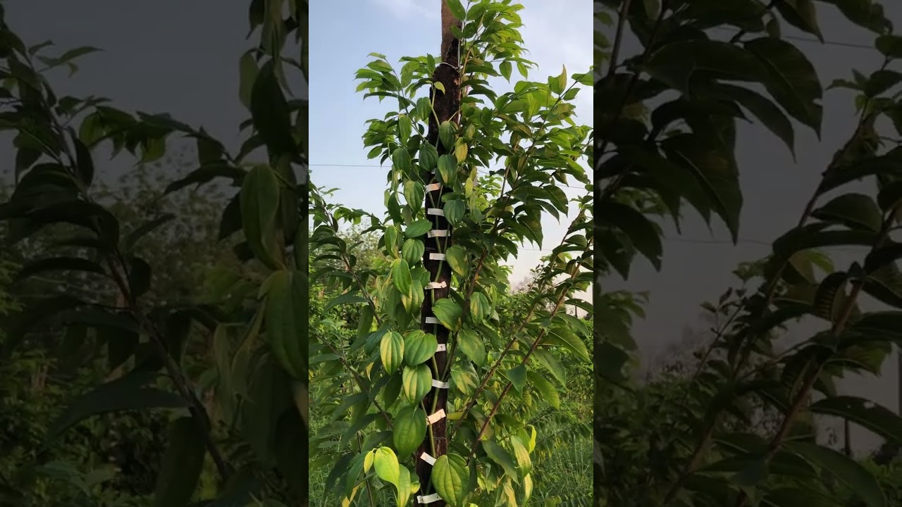 Tiêu tùng linh. Chuẩn giống không.đt: 0358481480 #tieugiongbinhphuoc 