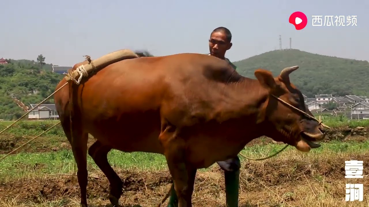 农村用牛耕地是如何为牛上耕地工具的？看了这个视频才恍然大悟&hellip;
