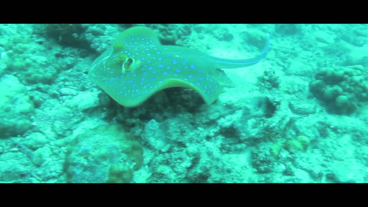 Kreatif Scuba Diving Course Highlights & Futsal League Teams