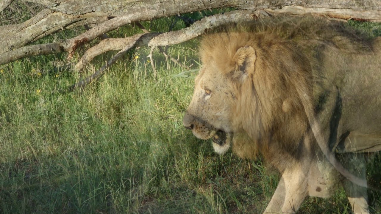 Afrique du Sud -Safari au Kr&uuml;ger, Saussage Tee r&eacute;serve