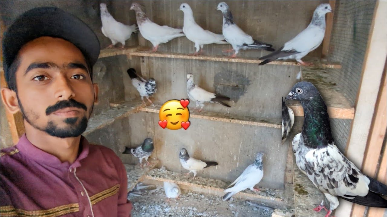 I got all these pigeons as a gift🥰 || Even the pigeon that had run away was found back🫣. #itspige...