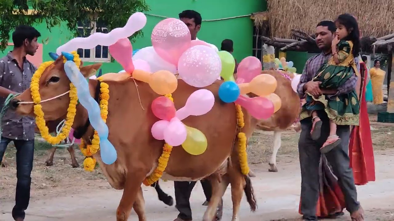 Sankranti festival in our village